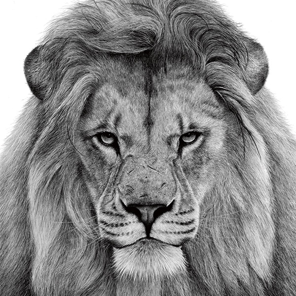 Contar leones. Retratos de animales en libertad - Editorial Flamboyant